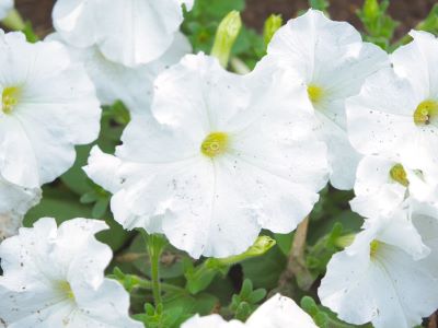 2025_RO_syasinnbu1.jpg  (9691)